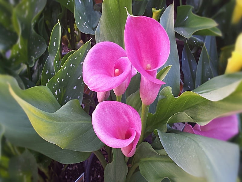 Calas rosadas, hojas, flores, rosa, naturaleza, Fondo de pantalla HD |  Peakpx