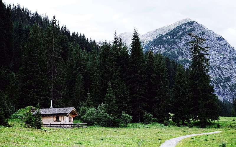 Coniferous Forest Cabin Lech am Arlberg Austria, HD wallpaper