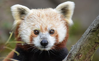 HD redpanda wallpapers | Peakpx