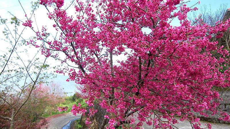 Cherry blossoms in full bloom, mountain, in full bloom, pink, cherry blossoms, HD wallpaper