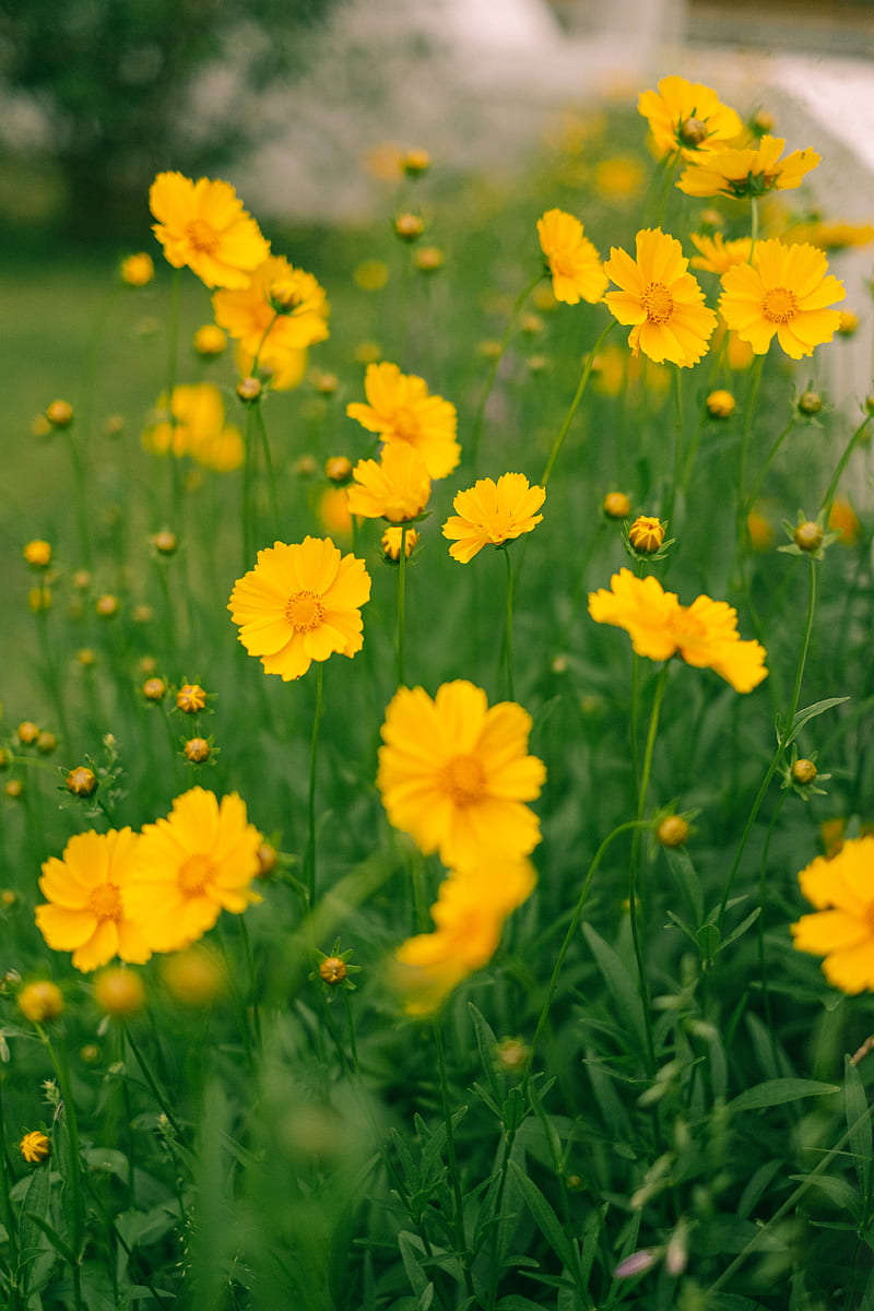 Yellow Flowers in Tilt Shift Lens, HD phone wallpaper
