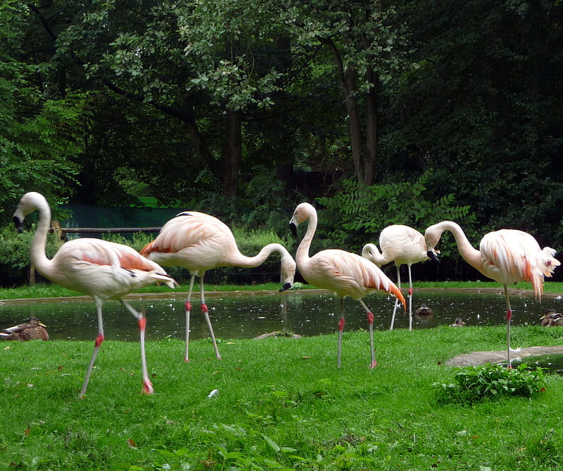 Flamingos, animal, flamingo, nature, HD wallpaper