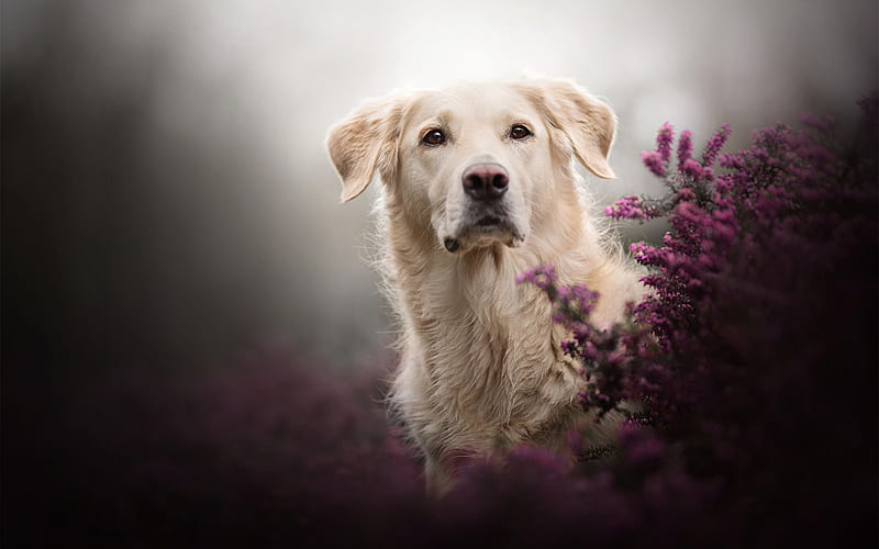 Golden retriever, dog, pets, big dog, labrador, HD wallpaper