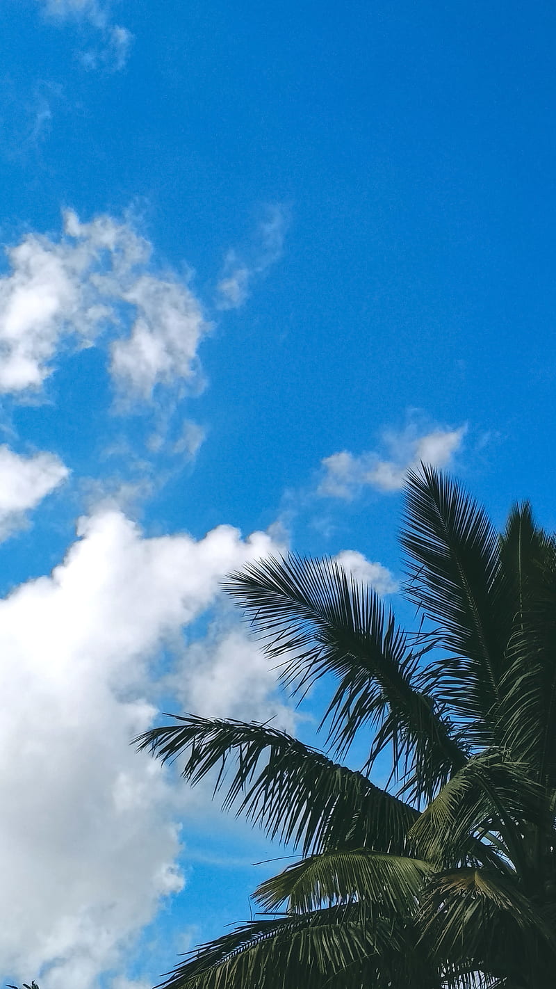palm tree, branches, leaves, clouds, green, sky, HD phone wallpaper