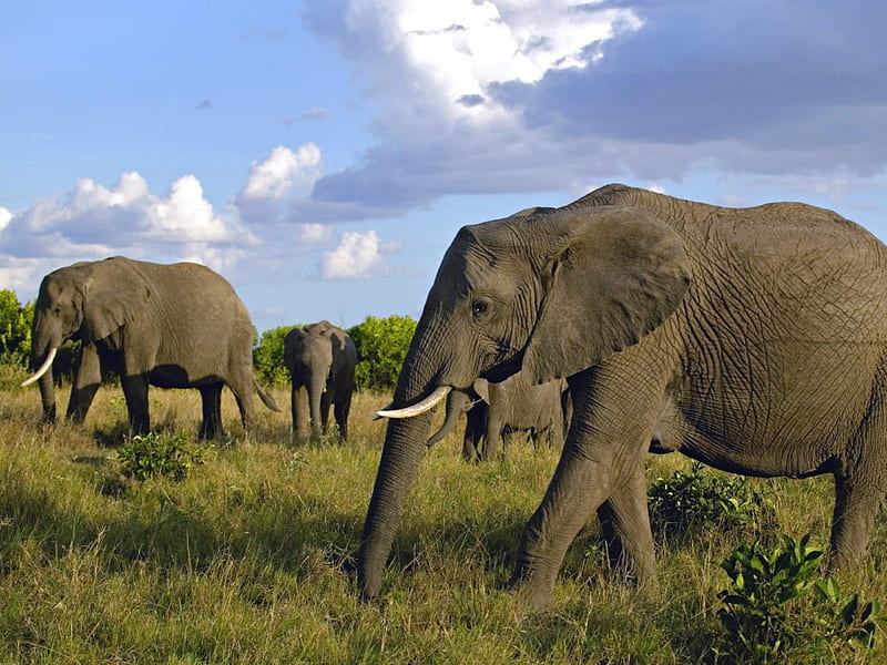 elephants in a herd, enjoying a walk in the reserve, look out here they come, HD wallpaper