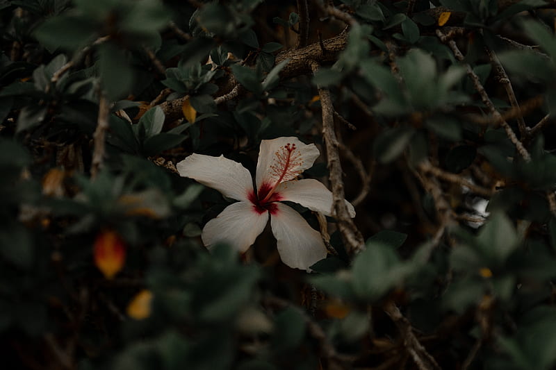 hibiscus, flower, white, branches, leaves, HD wallpaper
