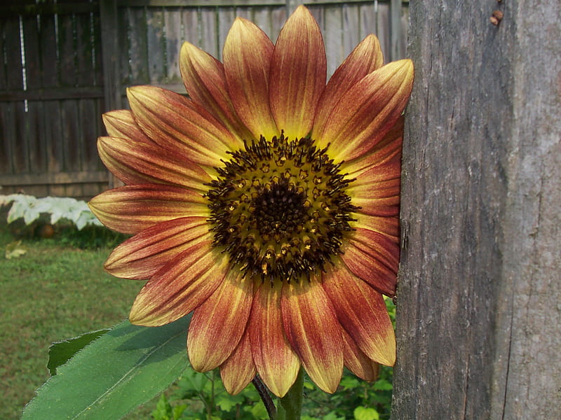Sunflower Strawberry Blonde, summer, beauty, garden, nature, sunflower, HD wallpaper