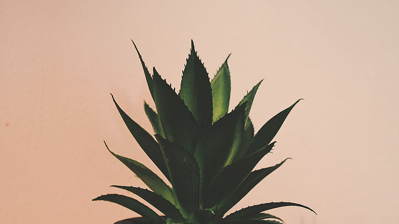 Medicinal Plant , Medicinal Plant Stock &, Medicinal Plants, HD wallpaper