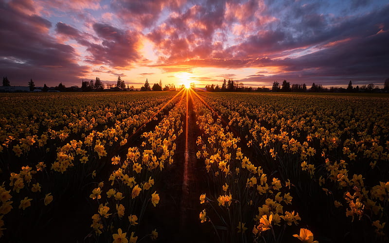 Skagit Valley, field with daffodils, wildflowers, daffodils, spring yellow flowers, evening, sunset, Washington State, USA, HD wallpaper