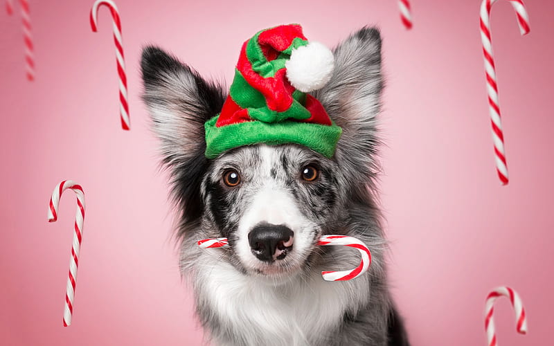 Australian Shepherd, Christmas, New Years hat, white gray dog, pets, aussies, dogs, HD wallpaper