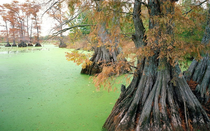 the green marsh, leaves, graphy, sludge, green, marsh, trees, swamp, lake, HD wallpaper