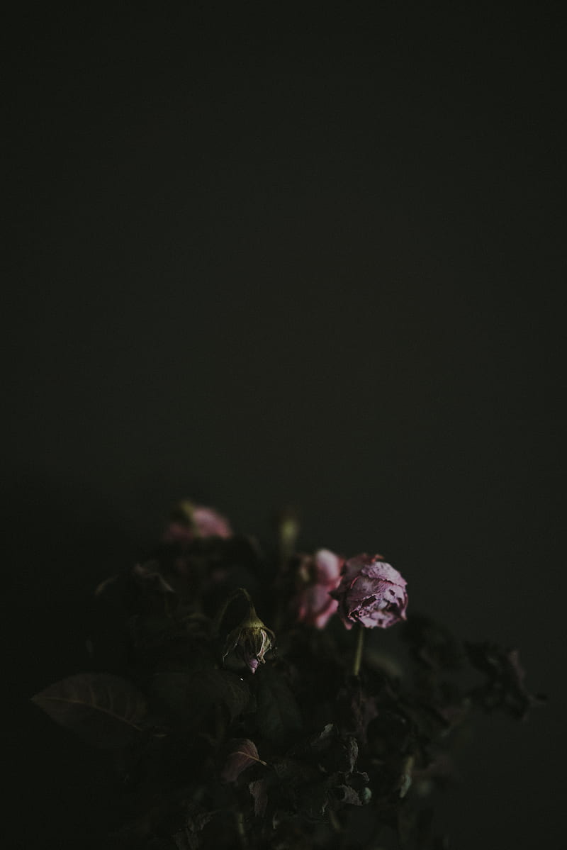 dried rose flowers, HD phone wallpaper