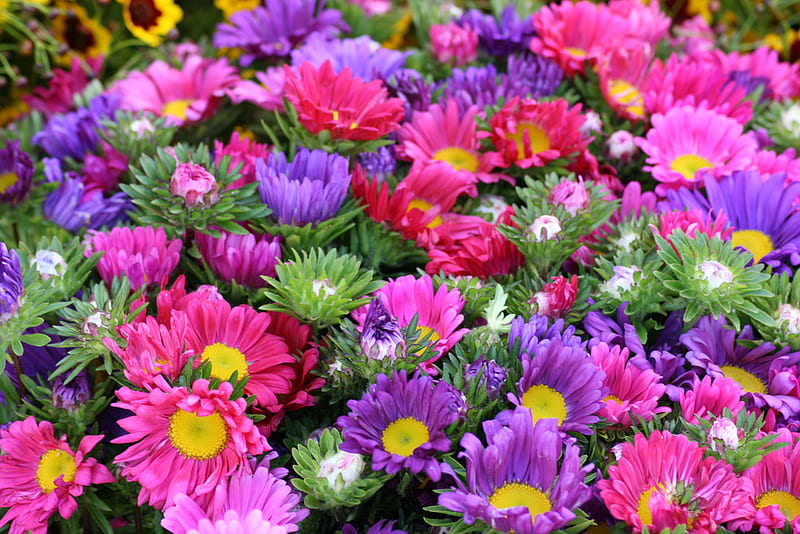 Flowers for my Dear Friends, red, purple, flowers, petals, pink, HD wallpaper