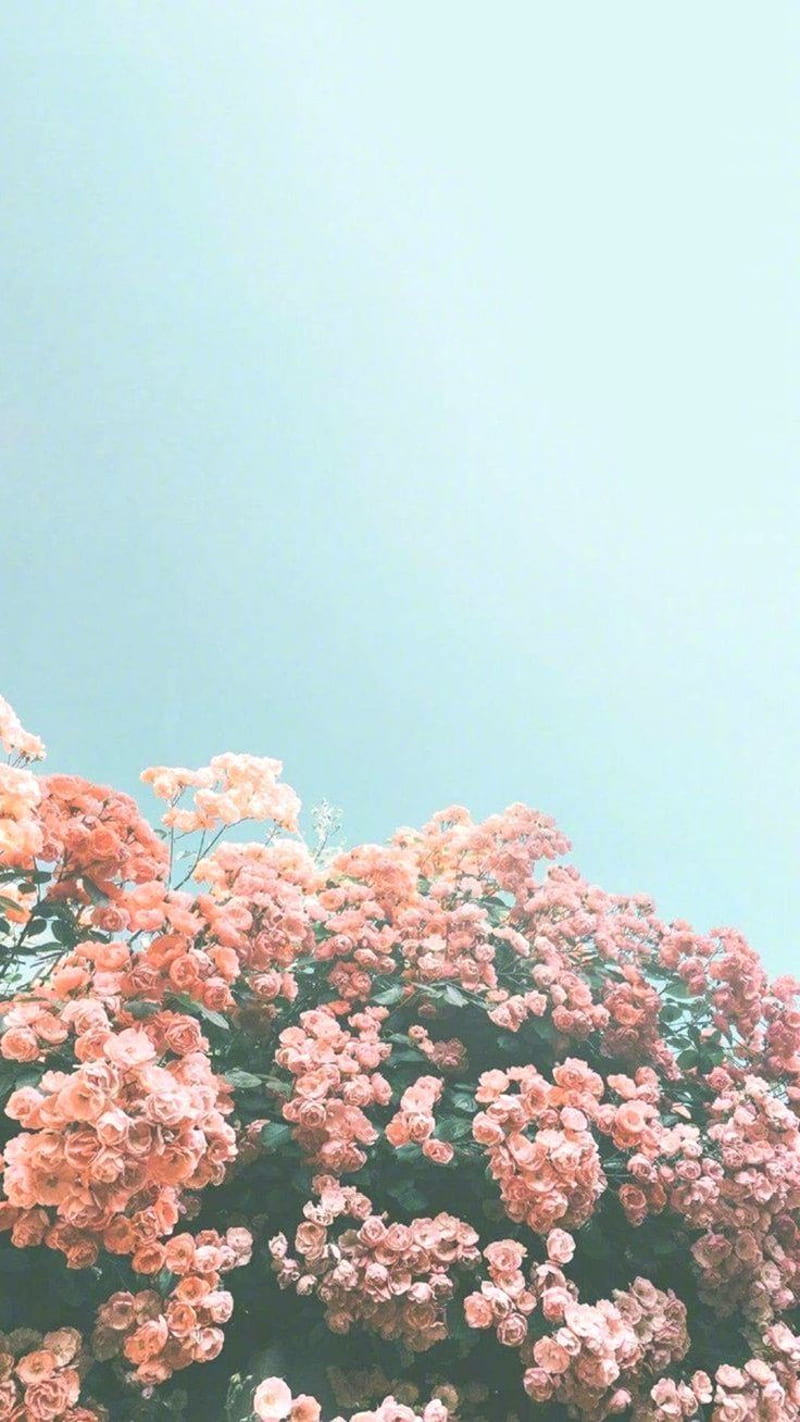 https://w0.peakpx.com/wallpaper/845/698/HD-wallpaper-beautiful-iphone-iphone-background-summer-flower-hipster-summer.jpg