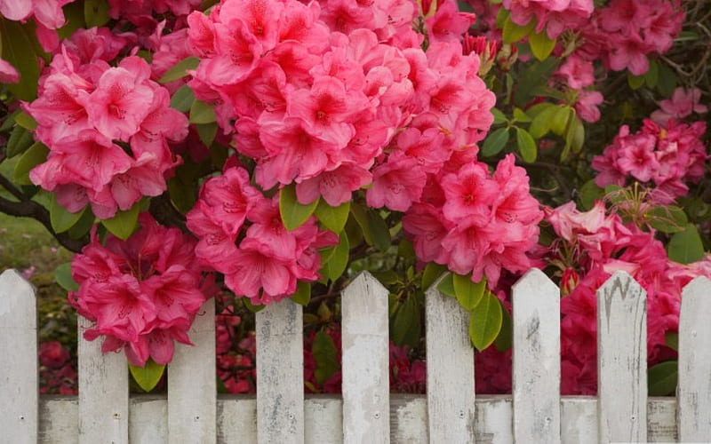 Rhododendron Flowers and White Fence, architecture, pretty, fence, bold, buds, leaves, daylight, bunch, flower, day, nature, petals, white, pink, stem, HD wallpaper