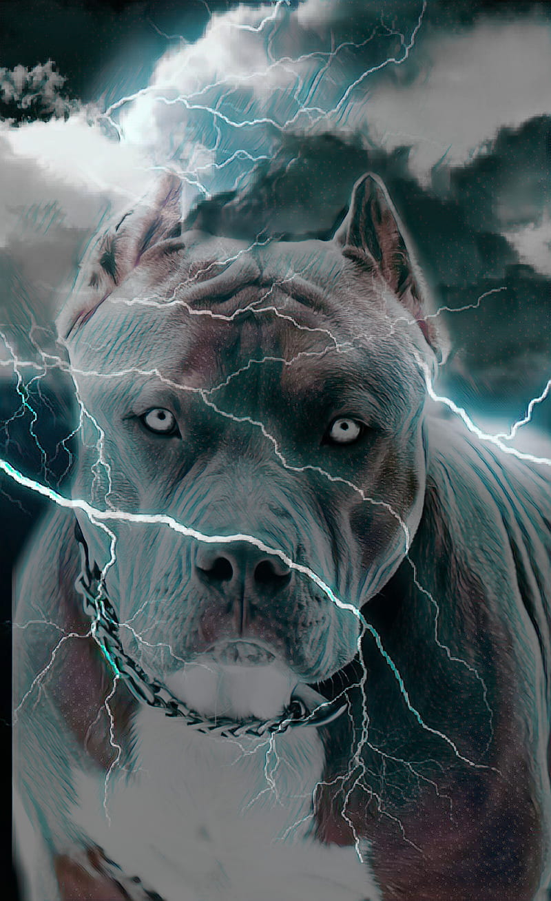 Tyson, pittbull, dog, pitbull, HD phone wallpaper