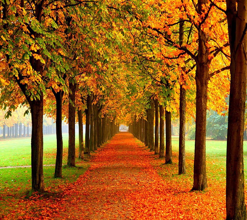 Autumn Path, look, nice, HD wallpaper