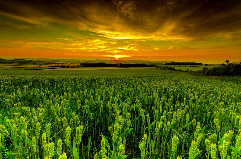 WHEAT FIELD at DUSK, rural, farmland, wheat, Scotland, field, Sunset, United Kingdom, landscape, HD wallpaper