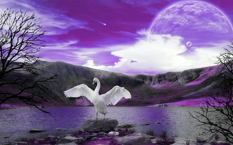 Swan Song, fantasy, purple, bird, swansong, swan, HD wallpaper