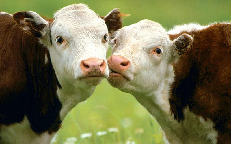 Kissin' Cousins, White, Brown, Cows, Kiss, HD wallpaper