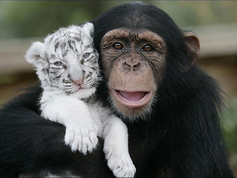 Look at my Baby..., monkey, tiger, baby, happy, HD wallpaper