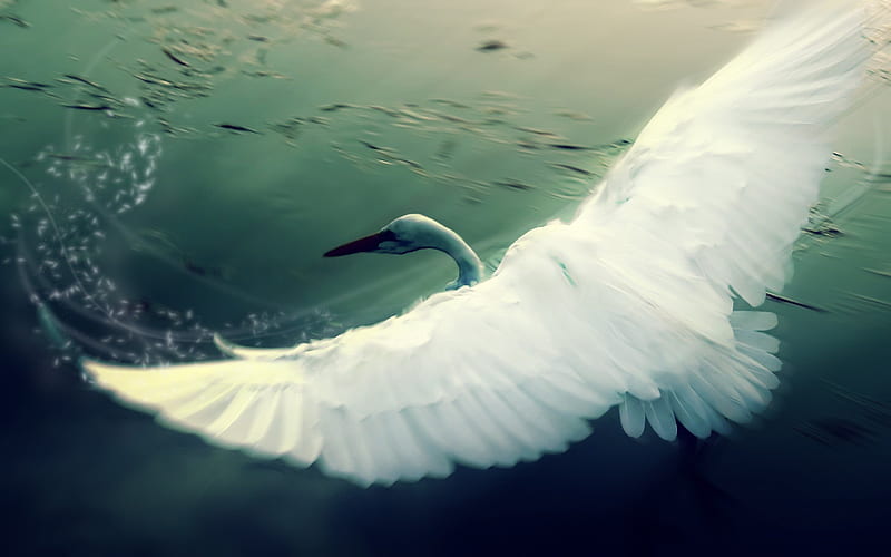 white swan, water, flying, swans, HD wallpaper