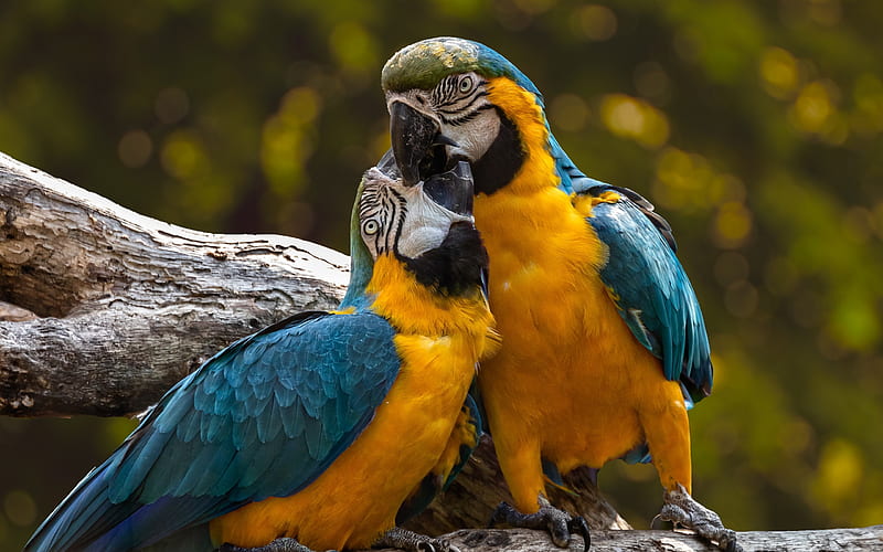 Macaw, couple, bokeh, parrots, branch, colorful parrots, Ara, HD wallpaper