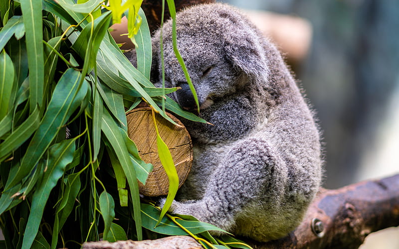 Koala, animal, marsupial, sleep, HD wallpaper