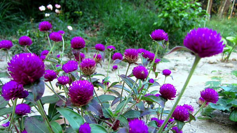Gomphrena globosa, pretty, flowers, lovely, purple, HD wallpaper
