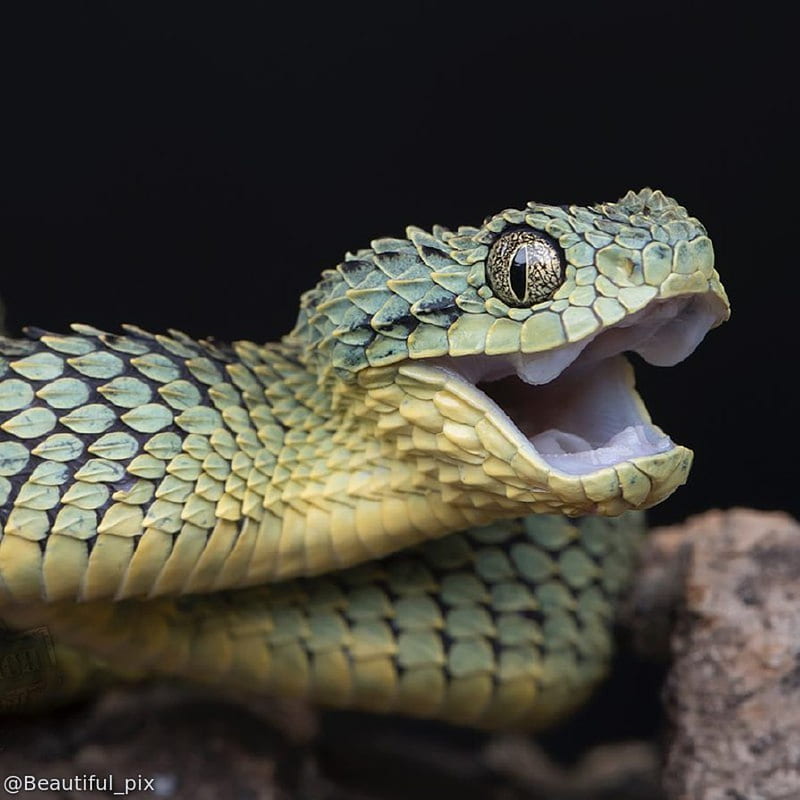 Snake, black, blue, cobra, danger, dragon, reptile, serpent, snakes, viper, HD phone wallpaper