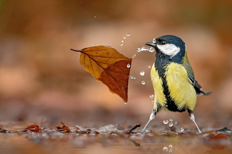 Great Tit, autumn, water, bird, yellow, pasari, pitigoi, blue tit, leaf, HD wallpaper