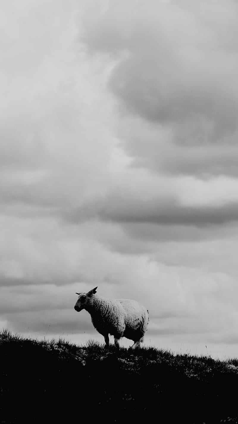 Sheep Happens, animal, clouds, cool, nature, norway sheep, simple, HD phone wallpaper
