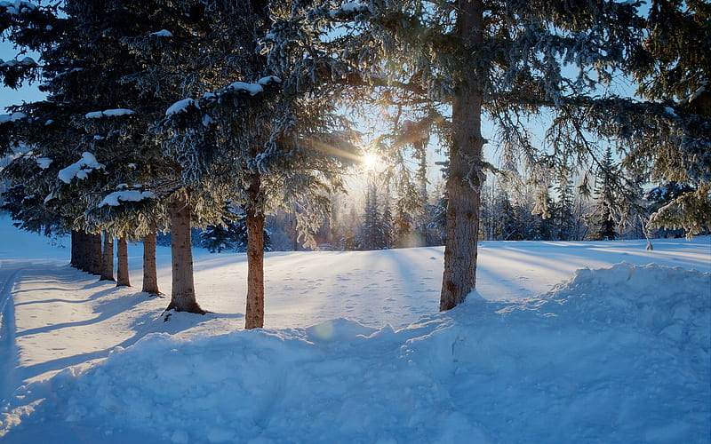 winter, forest, snow, morning, sunrise, sun, frost, HD wallpaper