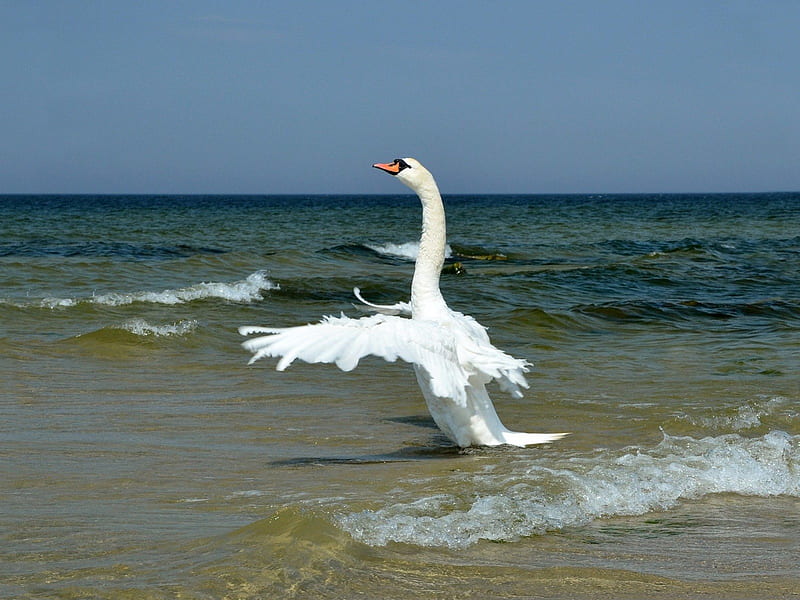 White Swan, wings, surf, waves, swan, sky, flapping, animal, sea, beach, neck, feathers, HD wallpaper