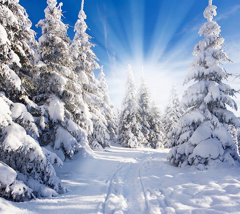 Winter Forest, fir, snow, tree, HD wallpaper