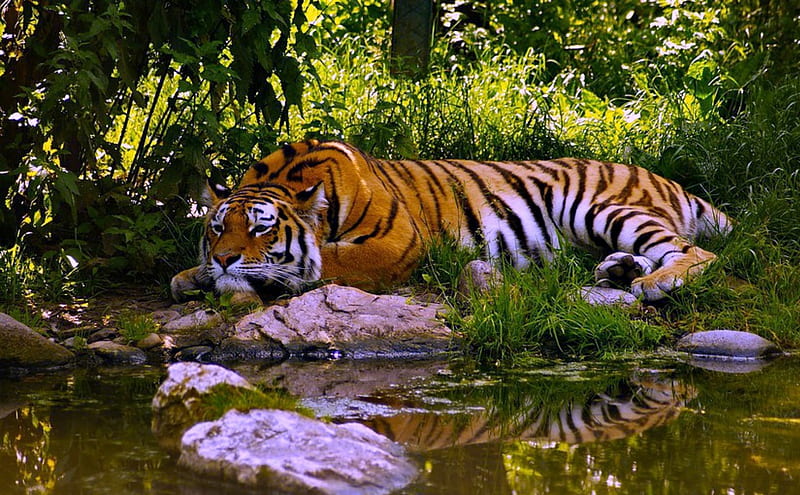 Crouching Tiger, water, tiger, reflection, animal, HD wallpaper