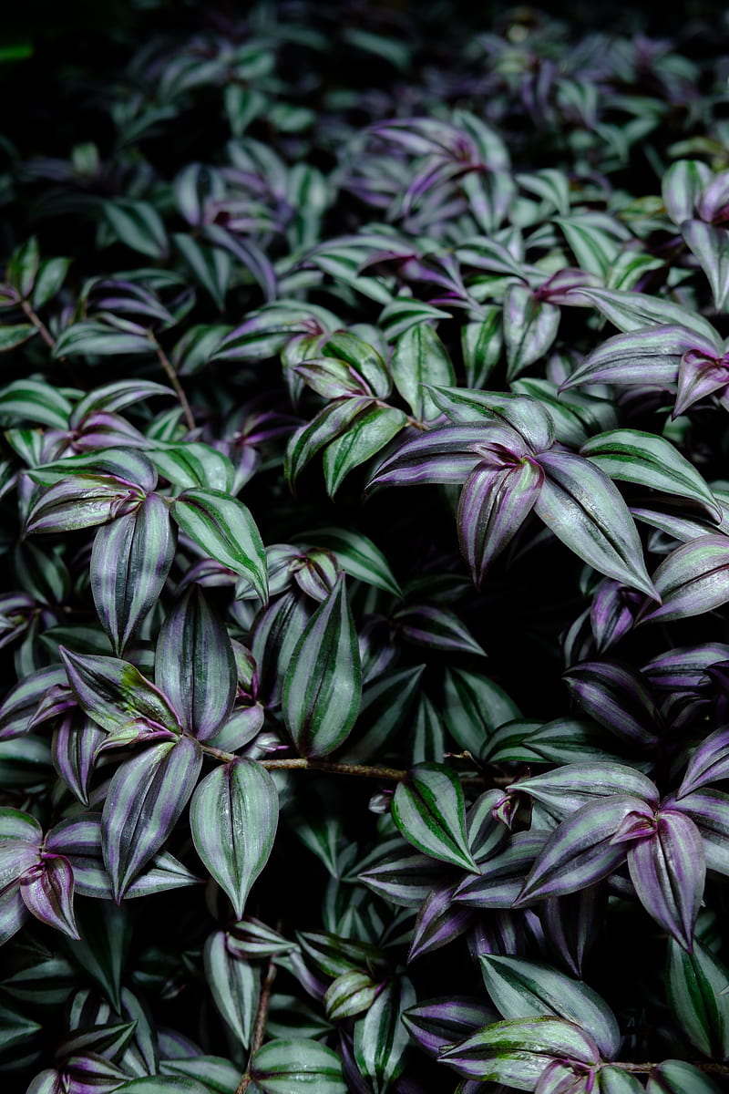 plant, leaves, green, purple, HD phone wallpaper