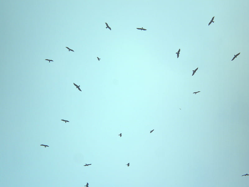 Kites flying before wind, birds, before wind, kites flying, animals, HD wallpaper