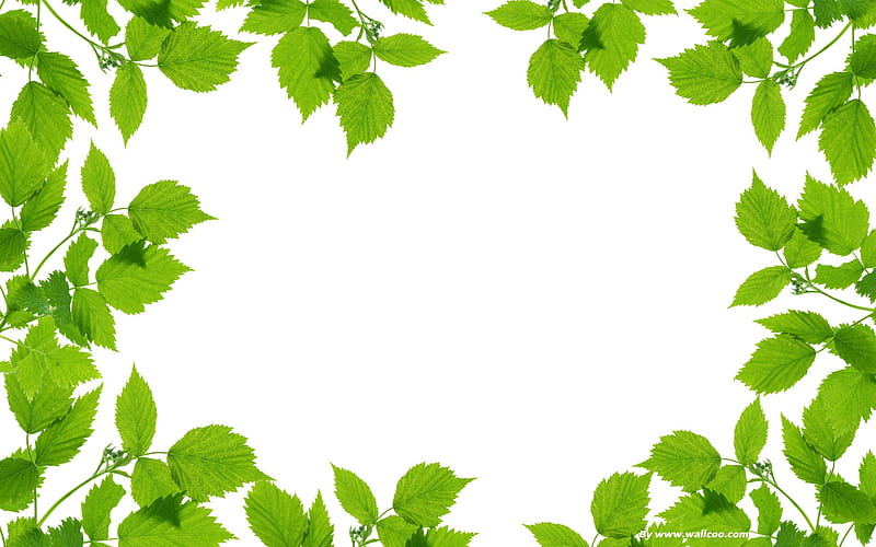 fresh green-refreshing green leaves 04, HD wallpaper