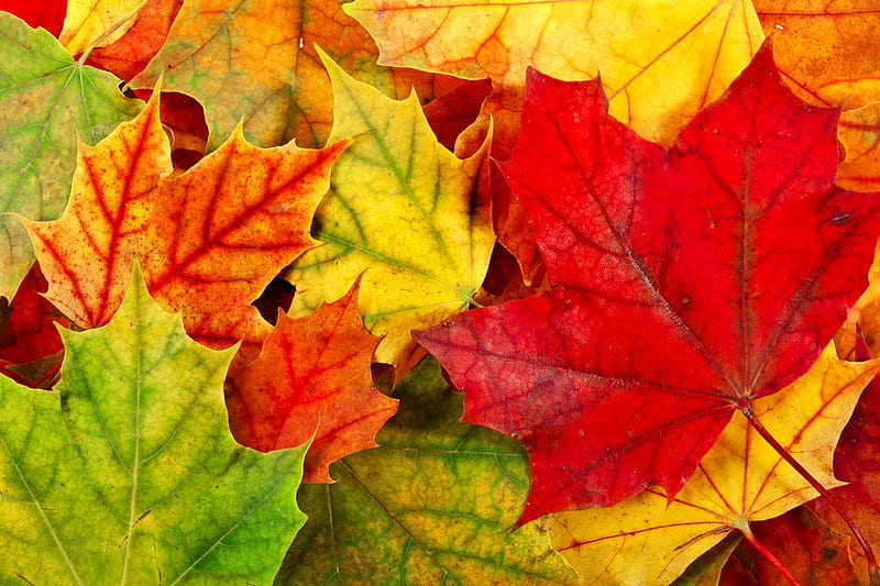 Leaves, pretty, fall, autumn, lovely, autumn leaves, bonito, leaf ...