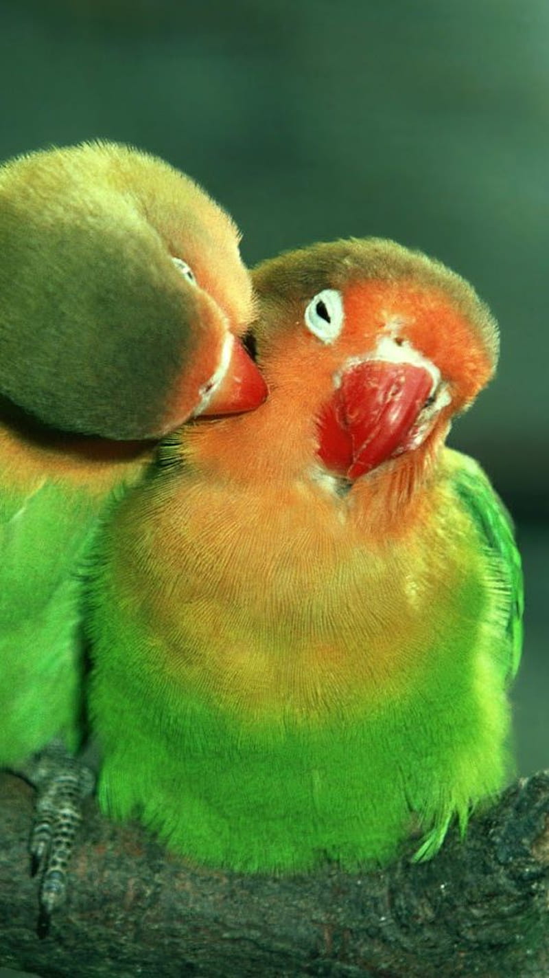 Parrots In Love , parrots, birds, HD phone wallpaper
