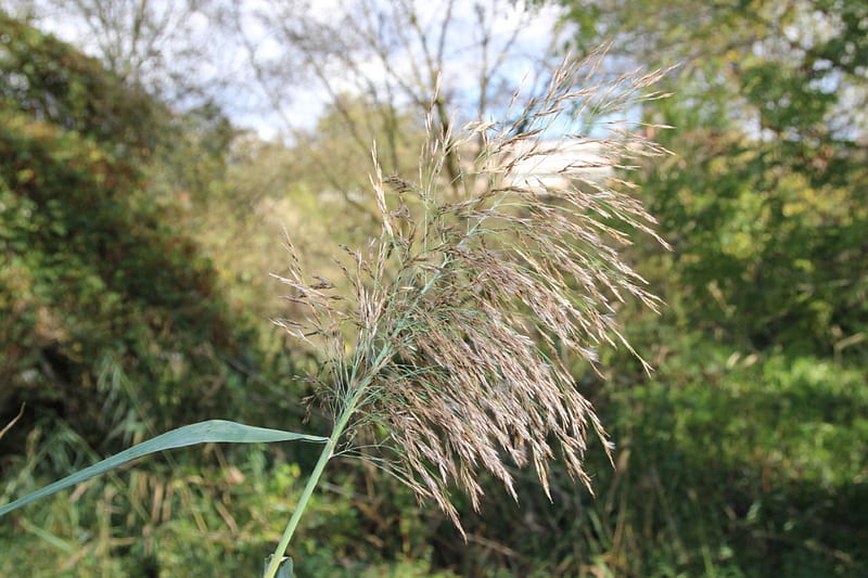 Paseo on 29.October 2013 (12), home, autumn, nature, reed, HD wallpaper