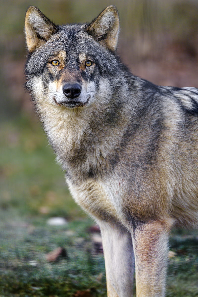 Wolf, predator, wildlife, animal, HD phone wallpaper | Peakpx