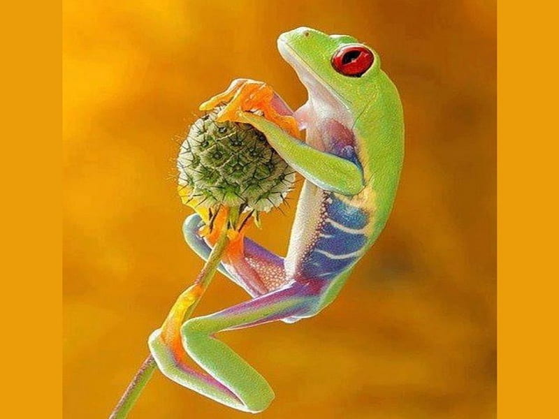 I can see Di from here, colorful, frog, climbing, plant, HD wallpaper