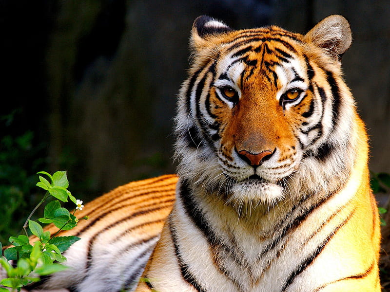 MIGHTY BEAUTY, close up, wild, tiger, mighty, cat, looking, HD wallpaper