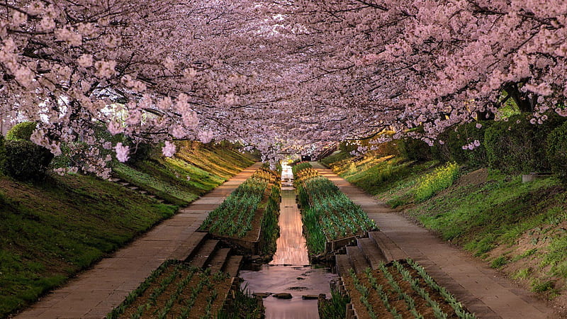 Beautiful Pink Cherry Blossom Trees garden Japanese, HD wallpaper