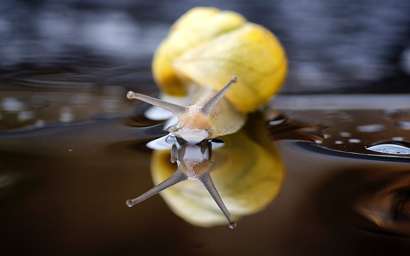 Snail, yellow, water, reflection, HD wallpaper