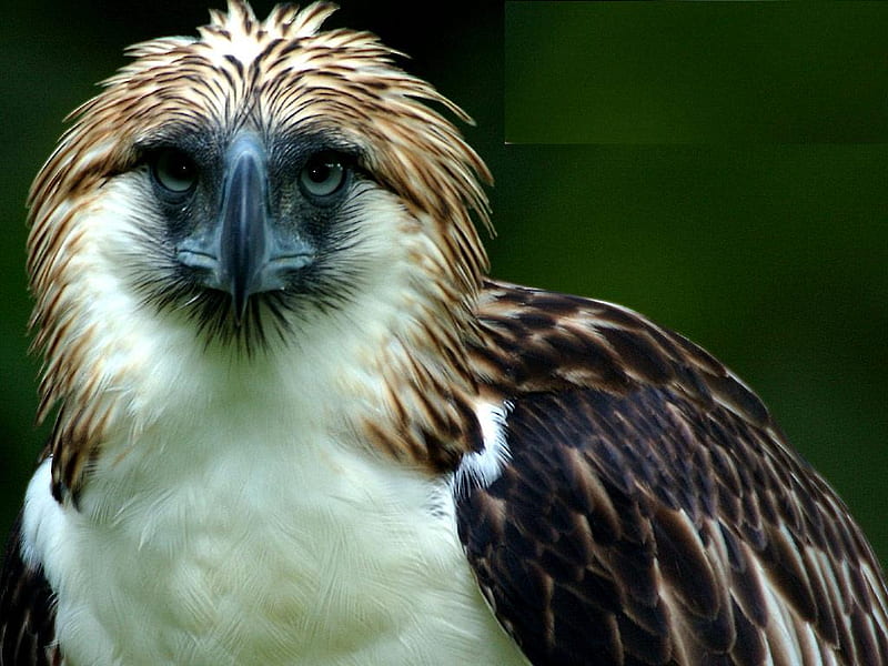 Harpy, eagle, beak, hooked, face, raptor, HD wallpaper | Peakpx