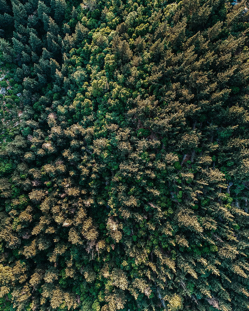 forest, trees, aerial view, spruce, HD phone wallpaper