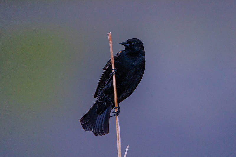 bird, branch, watching, wildlife, HD wallpaper